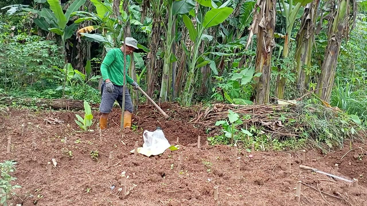BERJUANG DI KEBON SUPAYA HASIL NYA MAKSIMAL 