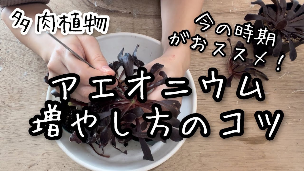 【多肉植物】アエオニウムの増やし方・育て方のコツ