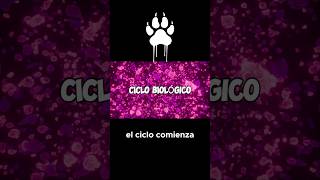 Ciclo biologico de la Toxoplasmosis. #gatos #enfermedades #viral #contagio #humanos #quistes