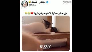 مسكينن القطوو يضحككك من حفر حفرة لاخيه وقع فيها