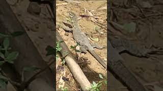 Got scared of monitor lizard and my camera started shaking#Assam# jiyashil#