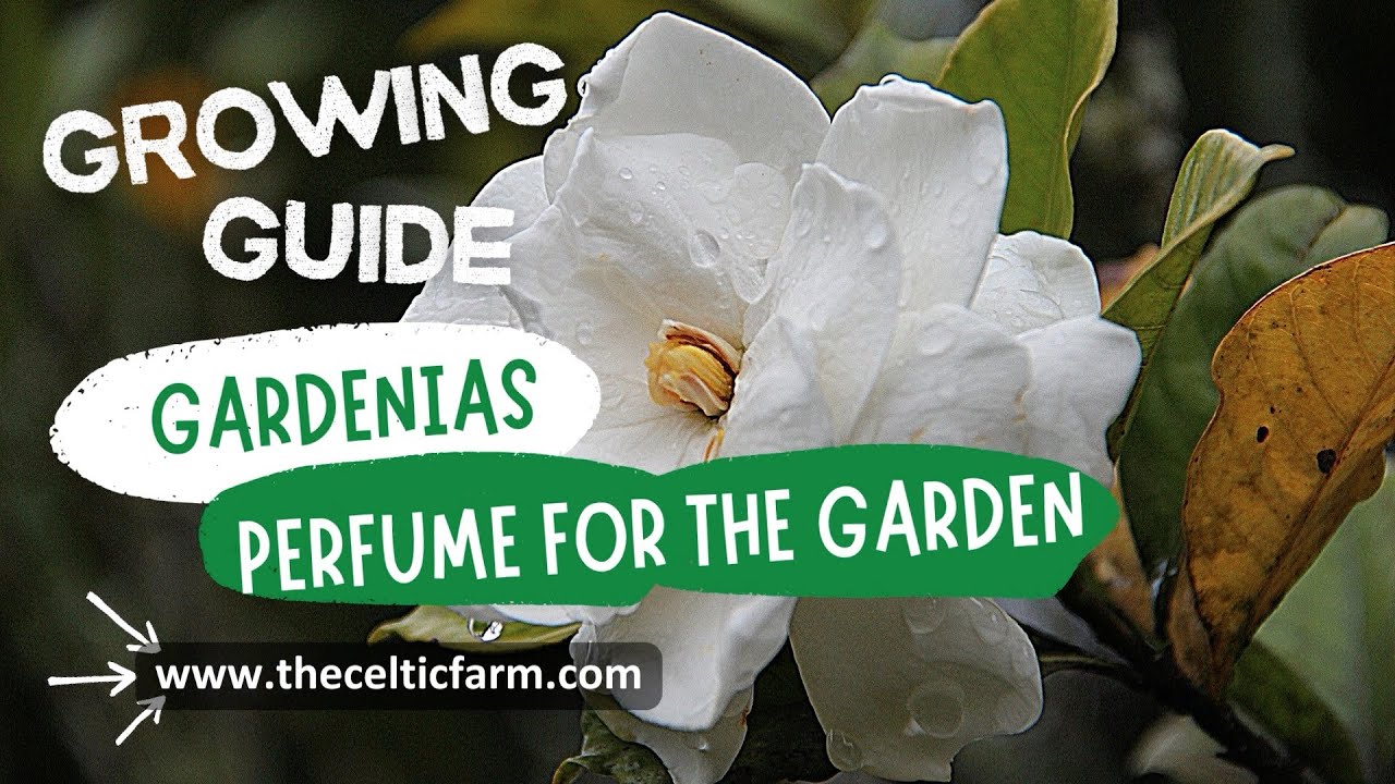 How to Grow and Care for Gardenias | Expert Tips for Beautiful Blooms
