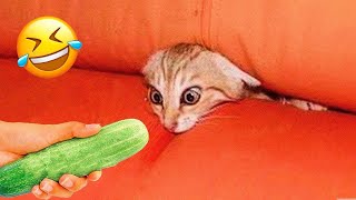 New Funny Animals 🤣🤣 Funniest Cats and Dogs 2023 😻🐶 Part 10