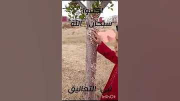 هذا خلق الله آيات مؤثرة اكسبلور آيات تيك توك دويتو 