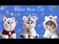 Polar bear cat  catmas song 