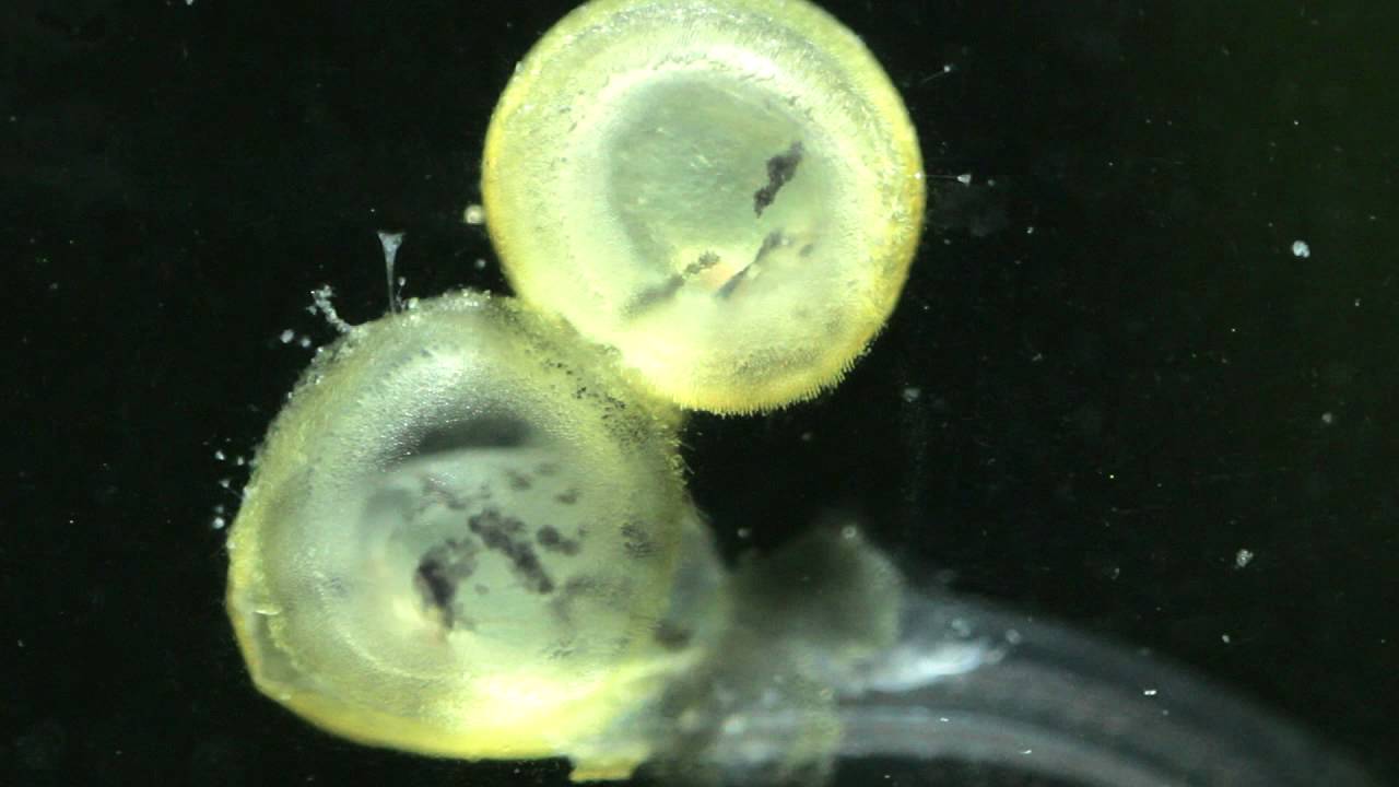 Corydoras sterbai eggs developing - MaxresDefault