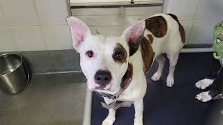 acs A678960