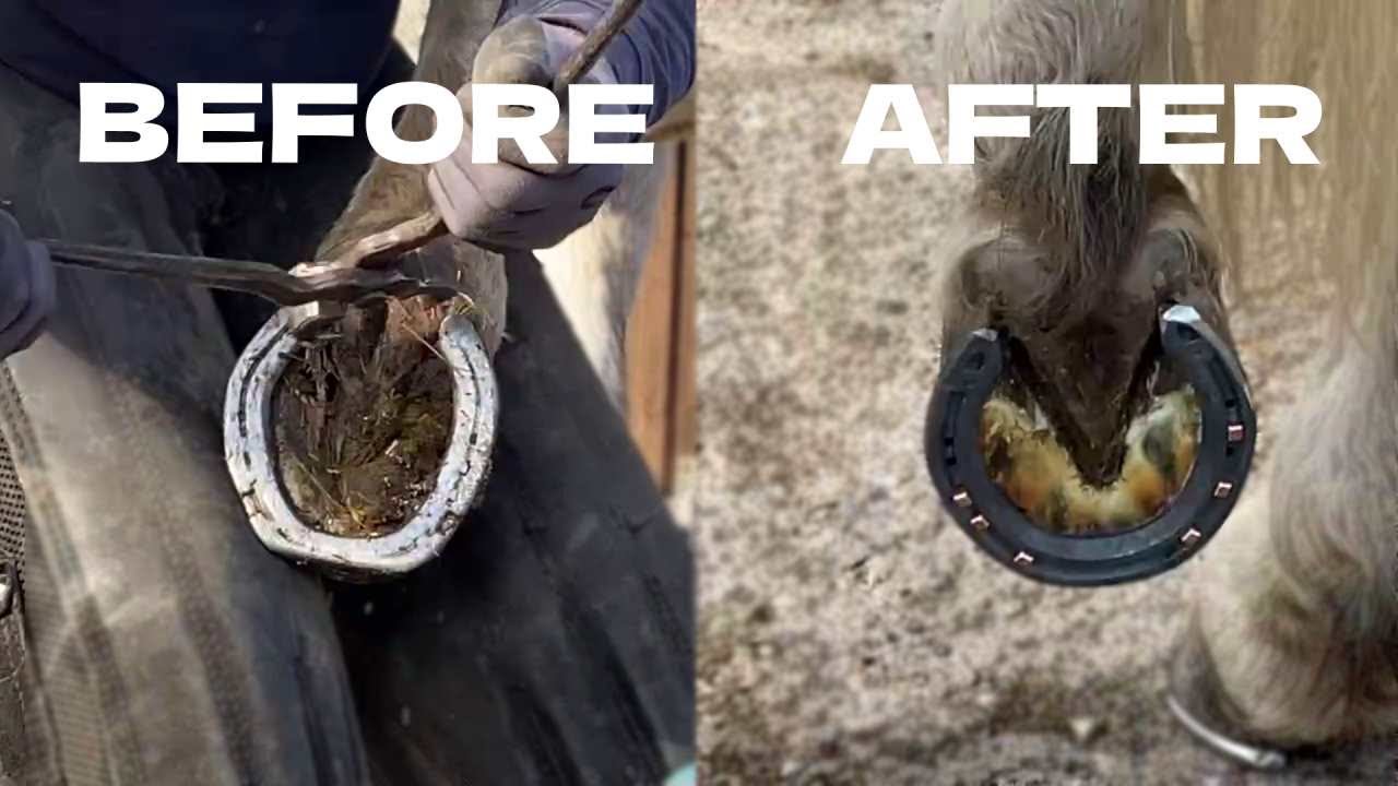 Hoof RestorationSATISFYINGFarrier YouTube