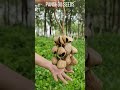 Sound of the Void! 🌌🥁 Pangi Black Seed Rattle ASMR SYL10008#shorts