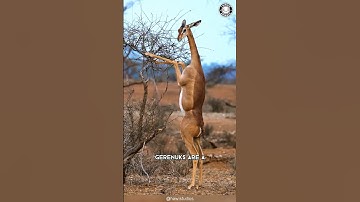 Gerenuk 🦒 De Giraf-Gazelle Hybride!