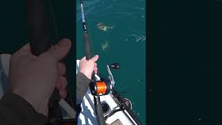 Double hook up on Red Gurnard