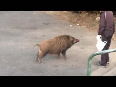 公園をうろつくイノシシ  