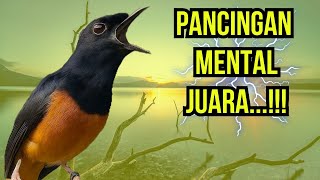 PANCINGAN MURAI BATU GACOR !! DALAM HITUNGAN DETIK MURAI APAPUN LANGSUNG IKUT NYAUT BUNYI  GACOR