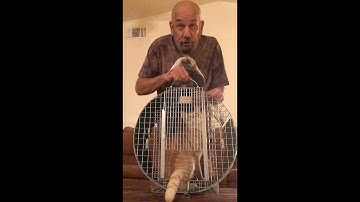 Tomahawk Humane Roundhouse Trap Review: "How to Catch a Trap"