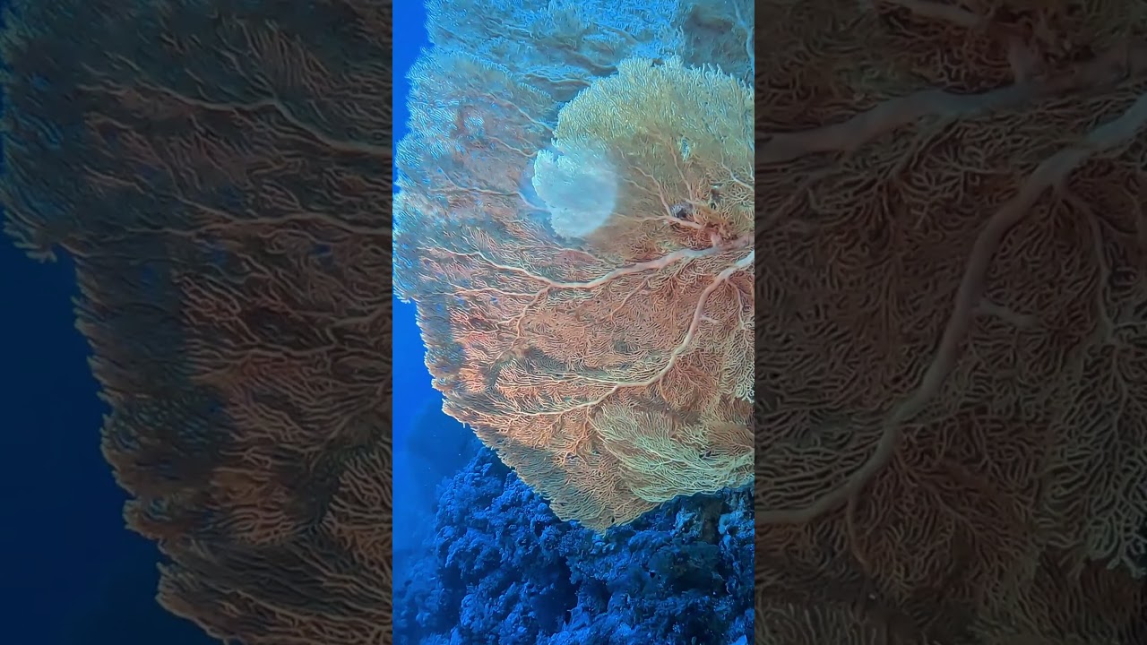 Коралловый сад  