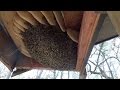 Honey bee removal and relocation
