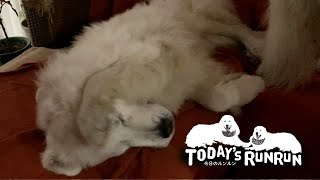 寝覚めの良いアランと朝は少し苦手なルンルン　Great Pyrenees　グレートピレニーズ