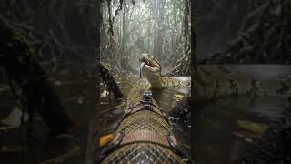 Amazon Swamp Predator POV 🔥. #Anaconda #Snake #POV #Amazon #Wildlife