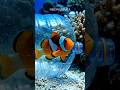 Clownfish Freed from Ocean Plastic Returns to Its Anemone Home #oceanrescue #clownfish