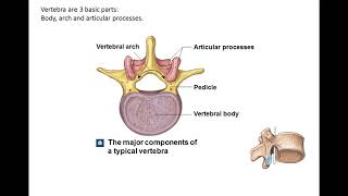BIO 141 Chapter 7 part 3