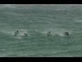Penguins jumping out of the waves porpoising