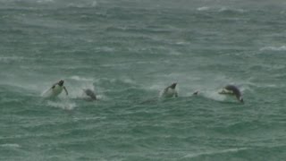 Penguins jumping out of the waves (Porpoising)