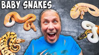 Baby Snake Hatching Explosion!