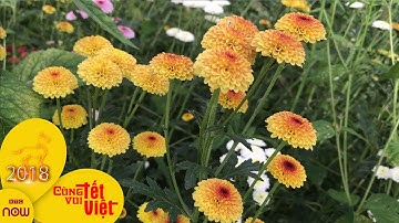 Muôn loại cúc Đà Lạt khoe sắc đón xuân  | VTC1