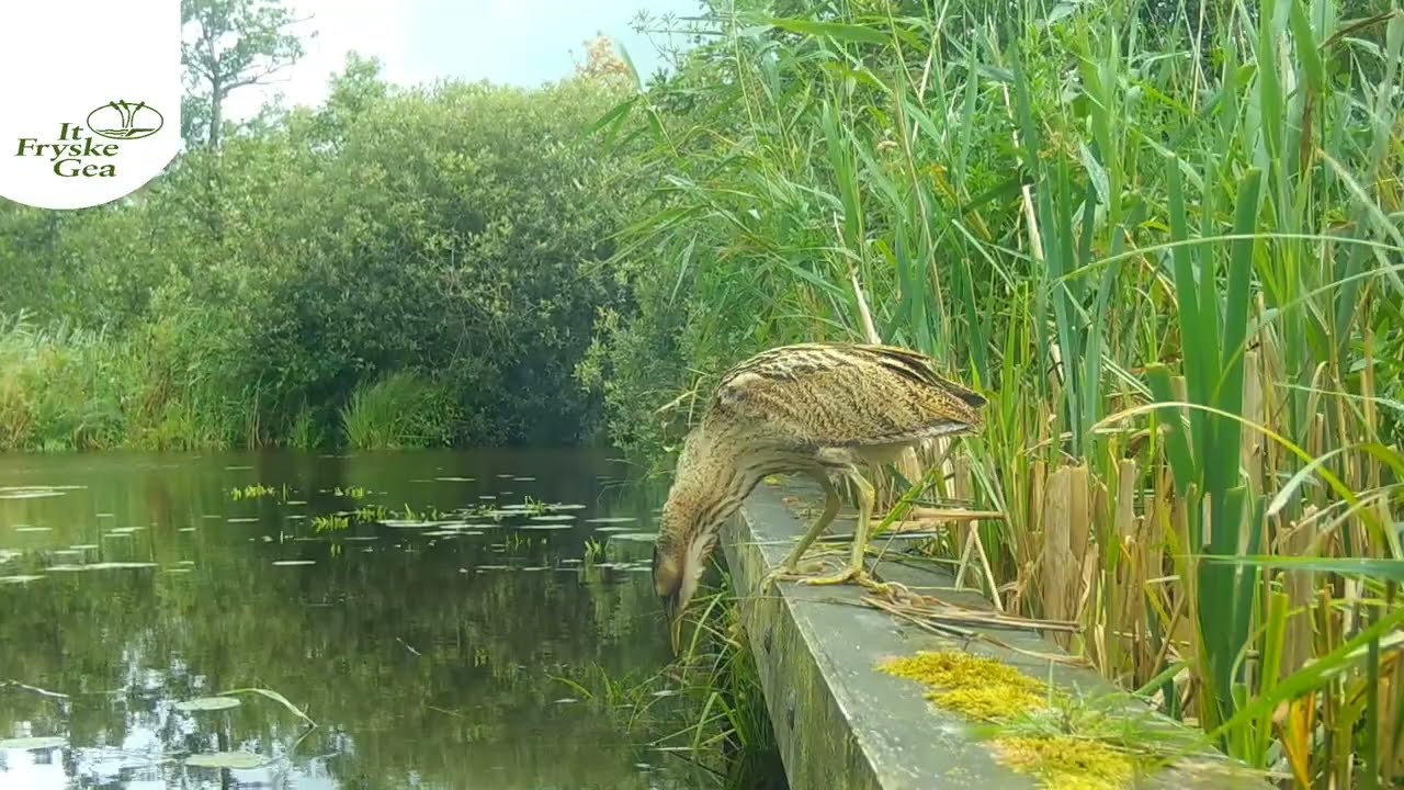 Wildcamera beelden - Roerdomp in de Alde Feanen