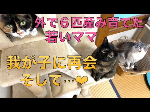 50] Mii-chan, a small, young mother cat who raised six kittens