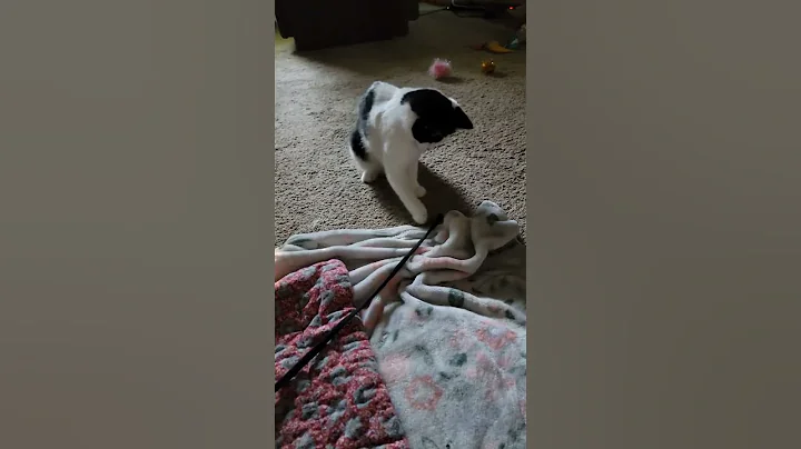 Penny day 8 at her forever home