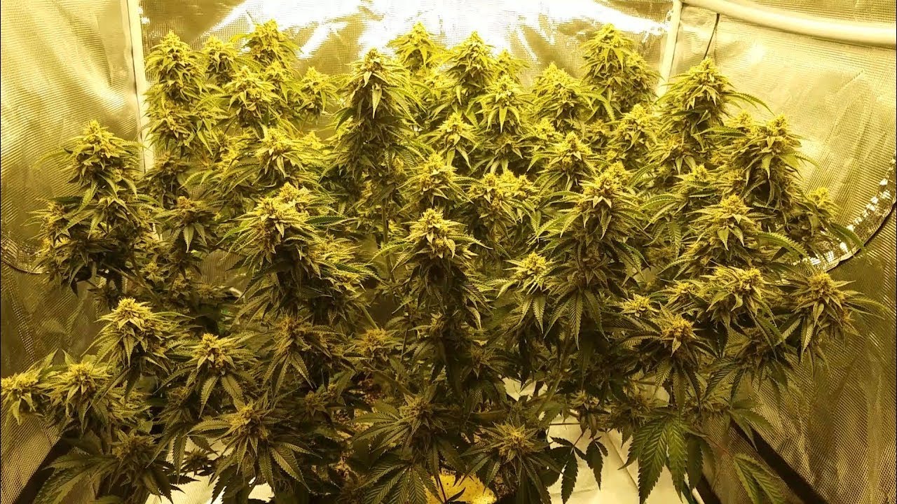 Grow 3: Milk n Cookies Week 6 Flower, HLG 260 3x3 Big Plant Grow