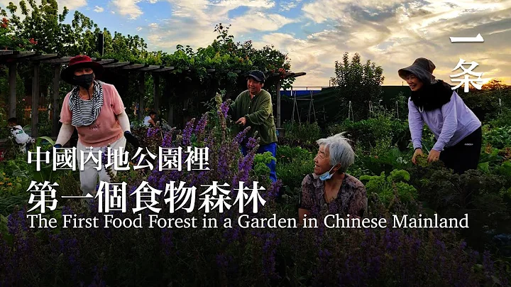 他們在天津市中心開闢700㎡，一起插秧、種地 They Create a 700-m2 Food Forest in Downtown Tianjin and Grow Food Together - DayDayNews