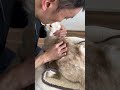 愛猫が慢性腎不全で余命宣告　#猫 #ネコ #ねこ