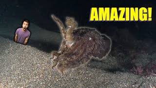 NIGHT DIVE WITH GIANT CUTTLEFISH (ELANTXOBE)