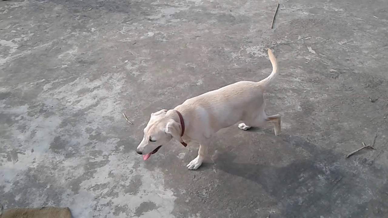 chow chow information