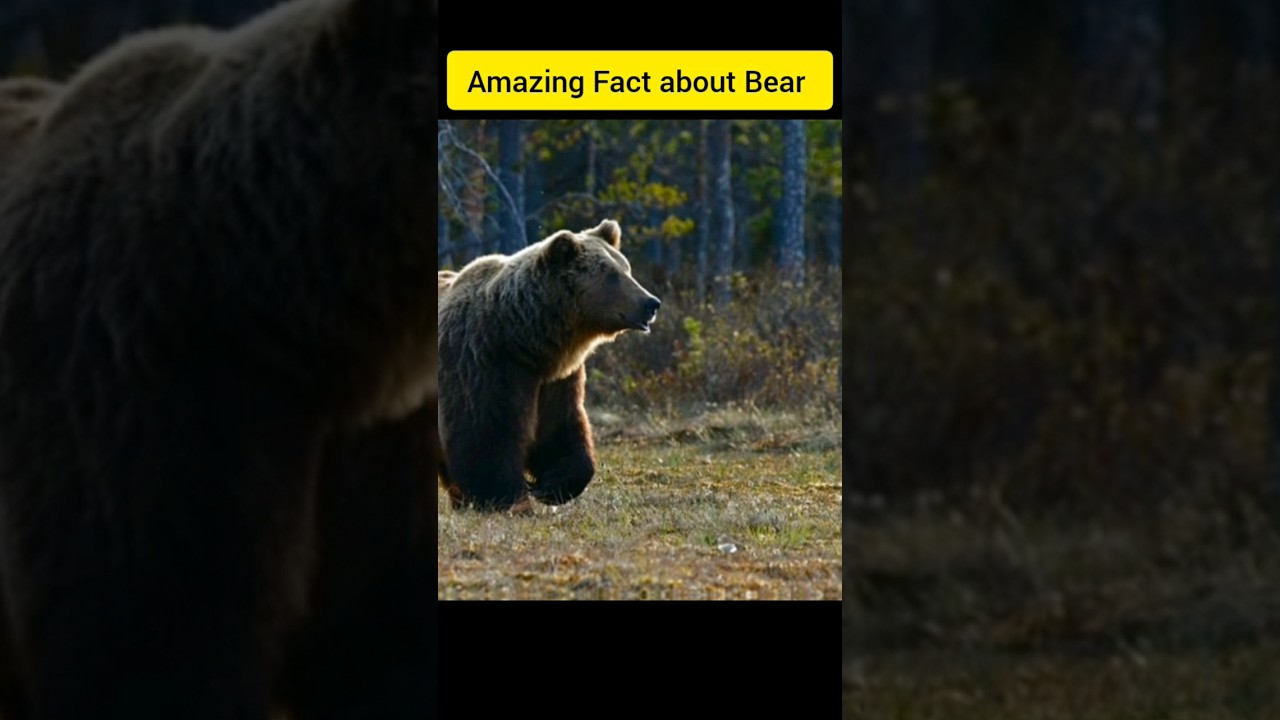 Amazing Fact about Bear || 