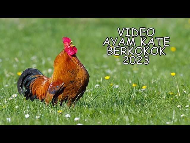 Ayam Kate Berkokok 2023 class=