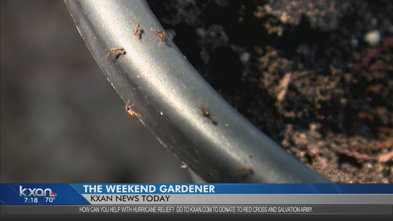 Weekend Gardener How to get rid of fire ant mounds YouTube