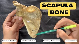 Scapula || Upper Limb Bone Anatomy|| First Year MBBS || Anatomy lectures by Ashish