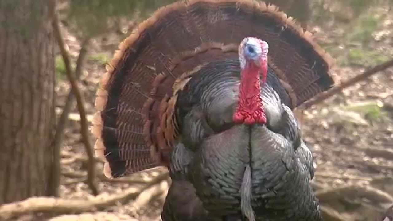 Wildlife Management Areas - YouTube