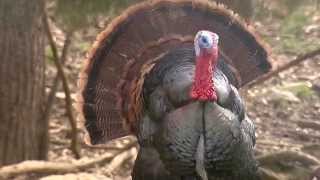 Wildlife Management Areas