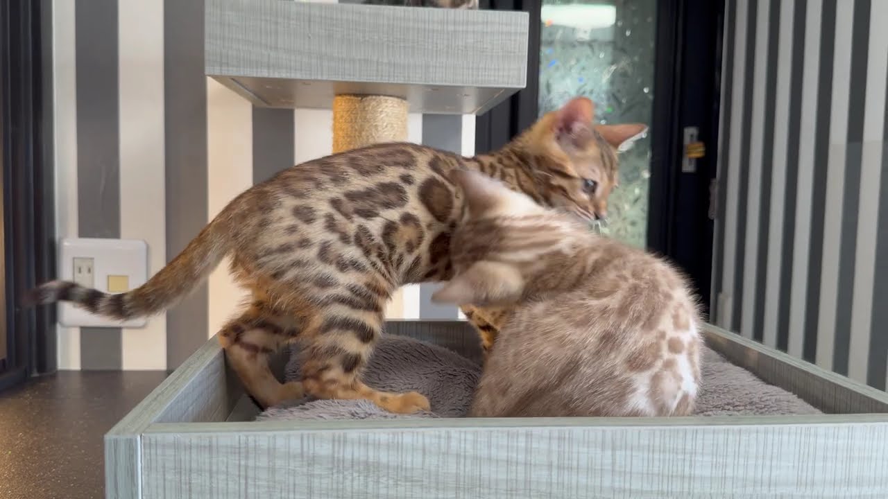 ベンガル子猫ちゃん☆ベンガル猫 ベルアンジュ