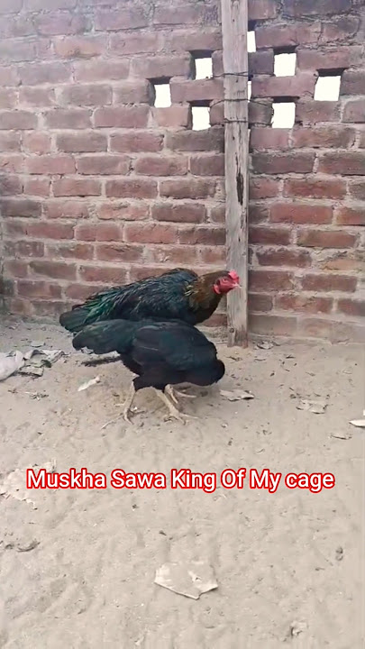 Muska Sawa King Of My cage