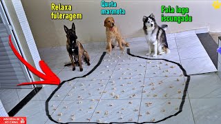 Qual deles come mais rapido Enchi o chao de pedacos de frango