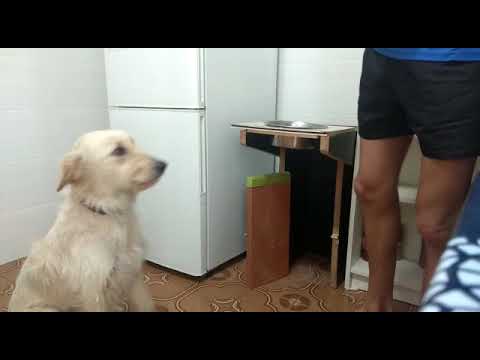 Video: Come Nutrire Il Cane Con Il Megaesofago