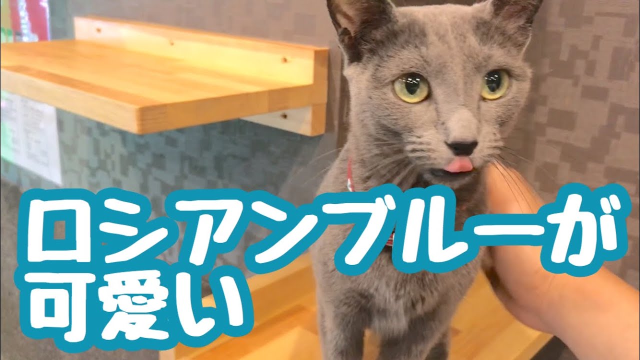 猫カフェのロシアンブルーが可愛い Youtube