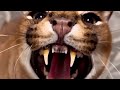 kucing eksotis caracal #youtubeshorts #faktahewan #animals