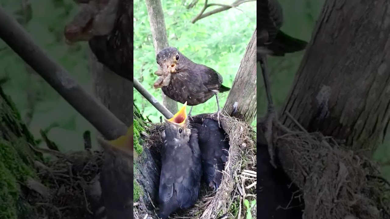 Bird mother takes care of babies 