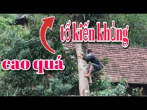 Video Xem Cách Người Dân Tây Bắc Thu Hoạch Tổ Kiến Trên Ngọn... - youtube